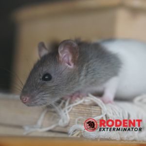 Are rats or mice in your kitchen (3)