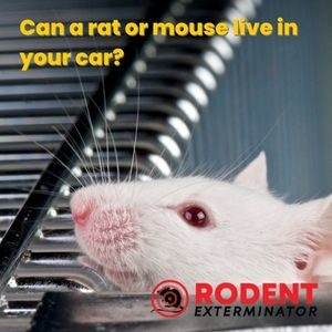 Can a rat or mouse live in your car