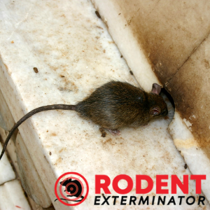 How long does mouse or rat urine remain infectious