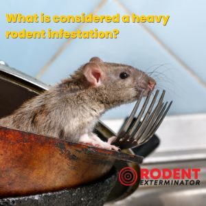 What is considered a heavy rodent infestation (1)