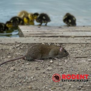 What is considered a heavy rodent infestation (2)