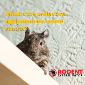 What is the protective equipment for rodent control