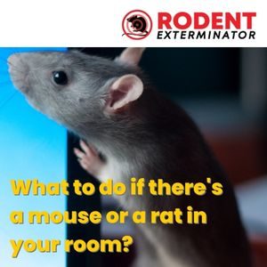 What to do if there's a mouse or a rat in your room