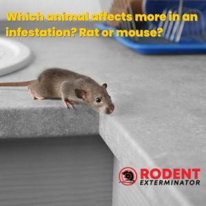 Which animal affects more in an infestation Rat or mouse (1)