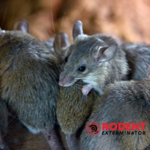 Which animal affects more in an infestation Rat or mouse (2)