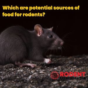 Which are potential sources of food for rodents (1)