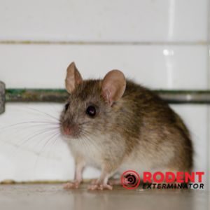 Which are potential sources of food for rodents (2)