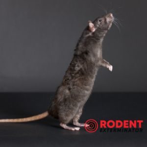 Which are potential sources of food for rodents (3)