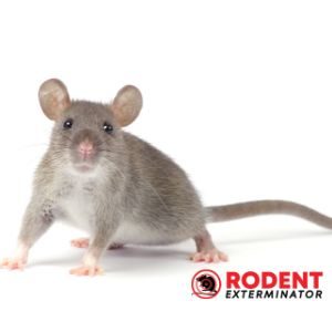 Why do scientists experiment on rodents (1)