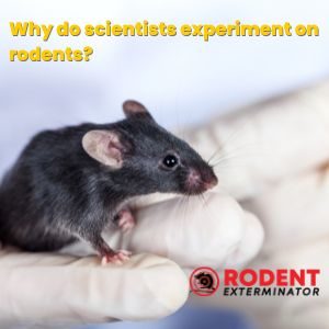 Why do scientists experiment on rodents (2)