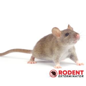 Why do scientists experiment on rodents (3)