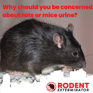 Why should you be concerned about rats or mice urine