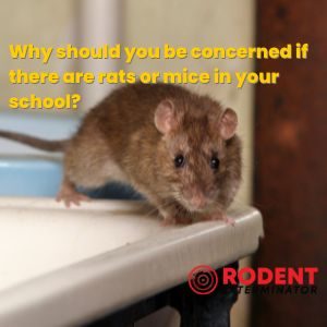 Why should you be concerned if there are rats or mice in your school