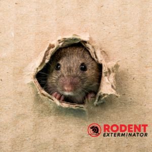 Why should you protect yourself during rodent control