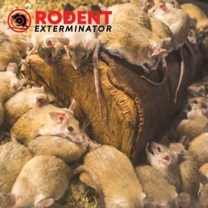 How can a rodent infestation affect you during pregnancy