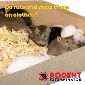 Do rats and mice chew on clothes (1)