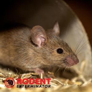 Do rats and mice chew on clothes (2)