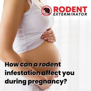 How can a rodent infestation affect you during pregnancy