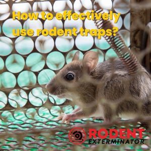 How to effectively use rodent traps (1)