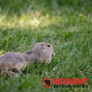 How to effectively use rodent traps (3)