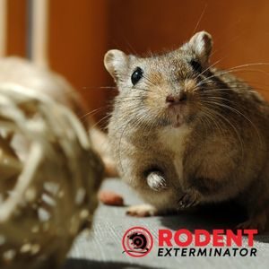 The importance of the correct use of pesticides in rodent control (3)