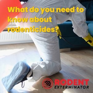 What do you need to know about rodenticides (1)