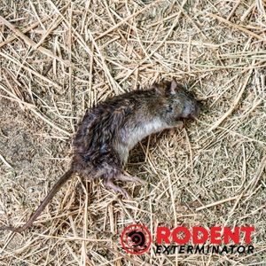 What do you need to know about rodenticides (2)