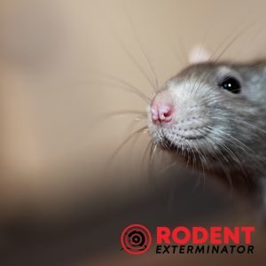 What do you need to know about rodenticides (3)