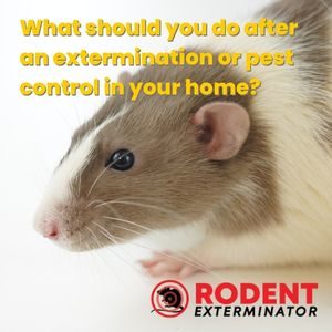 What should you do after an extermination or pest control in your home (1)