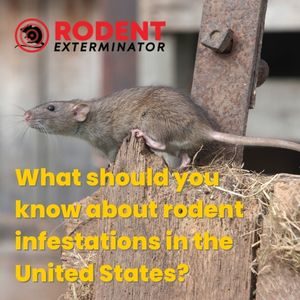 What should you know about rodent infestations in the United States (1)