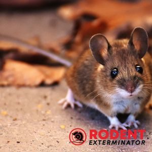 What should you know about rodent infestations in the United States (2)