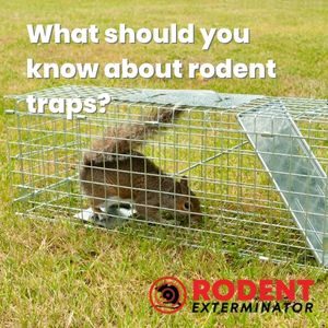 What should you know about rodent traps (1)