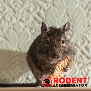 What should you know about rodent traps (2)