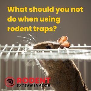 What should you not do when using rodent traps (1)