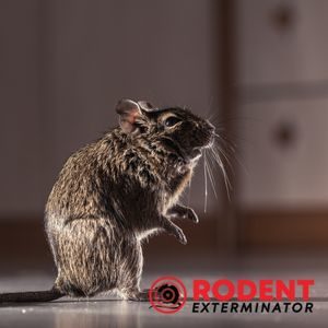 What should you not do when using rodent traps (2)