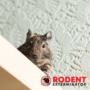 What should you not do when using rodent traps (3)