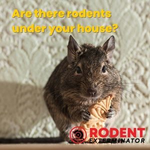 Are there rodents under your house (1)