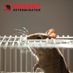 Are there rodents under your house (3)