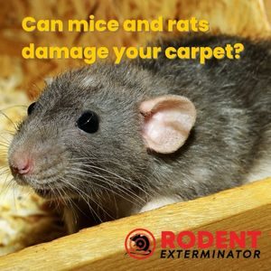 Can mice and rats damage your carpet (1)