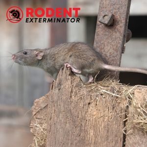 Can mice and rats damage your carpet (2)