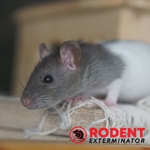 Can mice and rats damage your carpet (3)