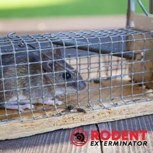 How do you control rodents in accommodation operations