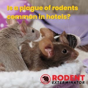 Is a plague of rodents common in hotels