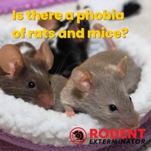 Is there a phobia of rats and mice (1)