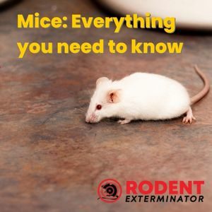 Mice Everything you need to know (1)