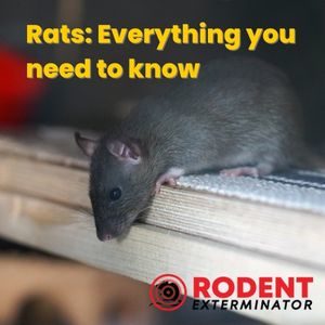 Rats Everything you need to know (1)