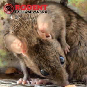 Rats Everything you need to know (2)