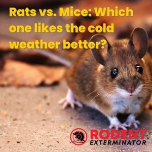 Rats vs. Mice Which one likes the cold weather better (1)