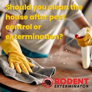 Should you clean the house after pest control or extermination (1)