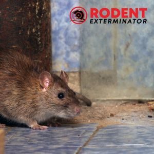 Should you clean the house after pest control or extermination (3)